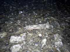 Stenopsyche marmorata