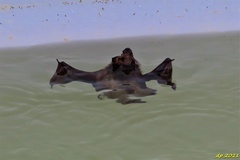 Pipistrellus pipistrellus