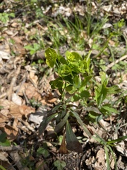 Euphorbia amygdaloides
