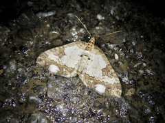 Melanthia procellata