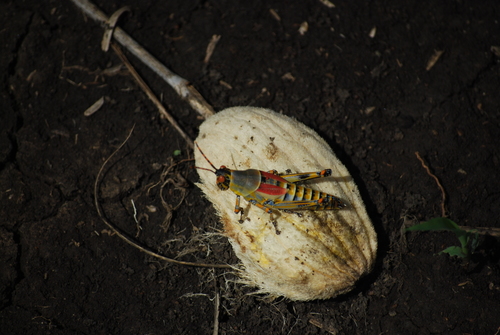 Elegant grasshopper