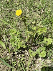 Ranunculus bulbosus aleae