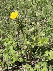 Ranunculus bulbosus aleae