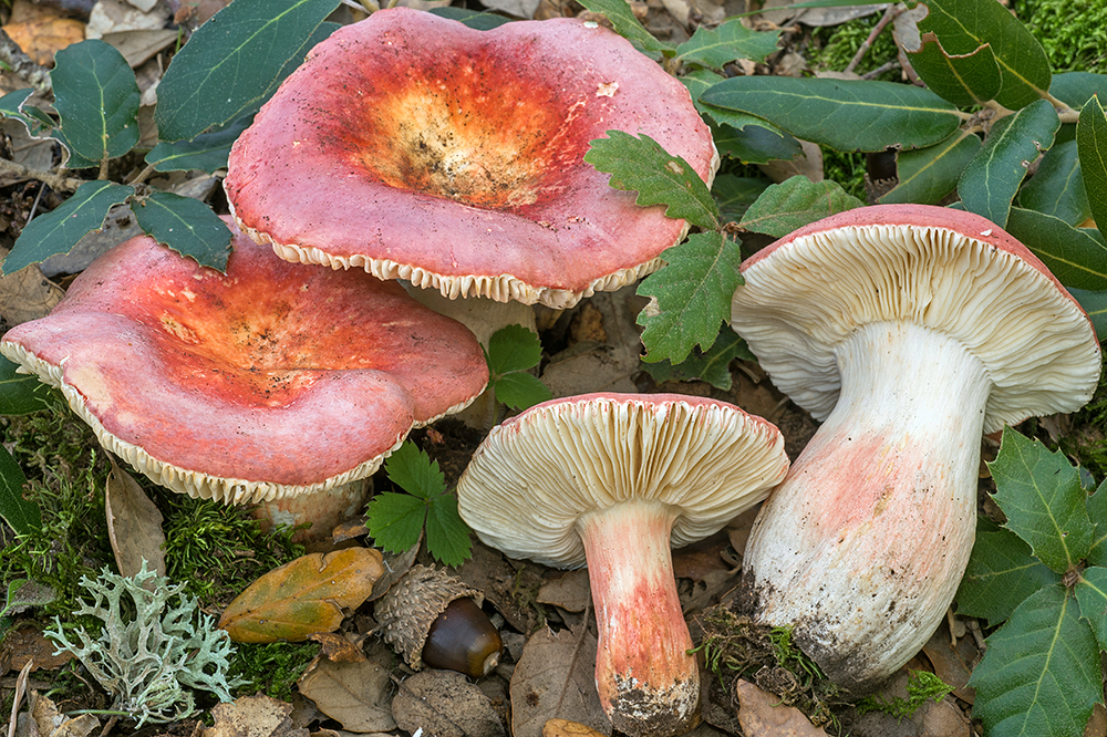 Russula amarissima