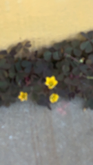 Oxalis corniculata