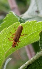 Lycocerus vitellinus