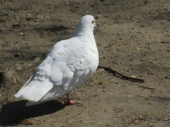Columba livia