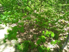 Acer laetum