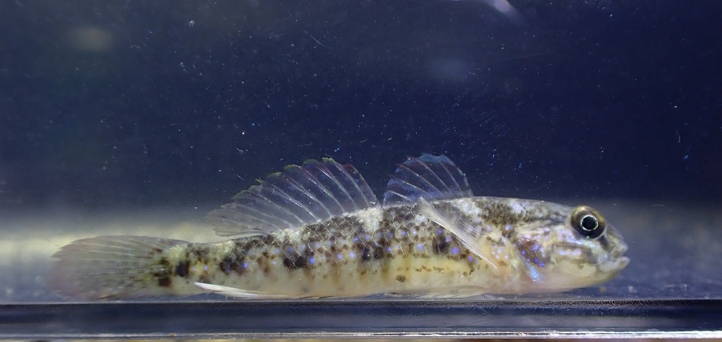 Belly-Lined Goby