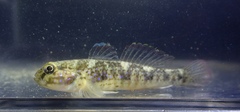 Acentrogobius multifasciatus