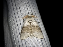 Calliteara pseudabietis