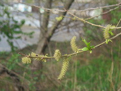 Salix pierotii
