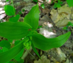 Cephalanthera damasonium