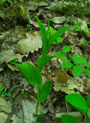 Cephalanthera damasonium