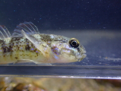 Acentrogobius multifasciatus