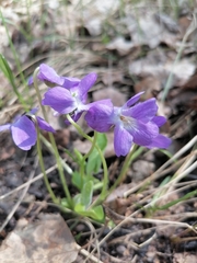 Viola collina