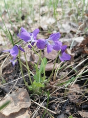 Viola collina