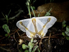 Macrocilix mysticata