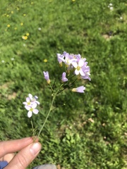 Cardamine pratensis