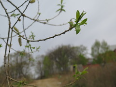 Salix pierotii