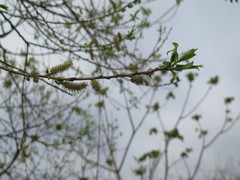 Salix pierotii
