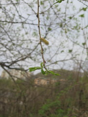 Salix pierotii