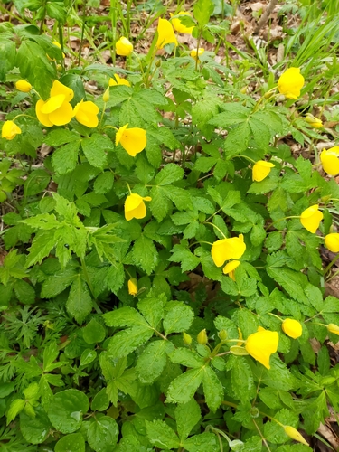 Image of Forest Poppy (Hylomecon vernalis) by no rights reserved