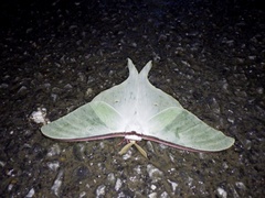 Actias aliena aliena