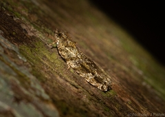 Metrioglypha phyllodes