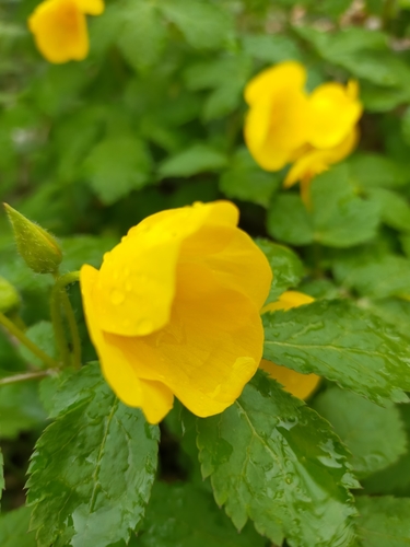 Image of Forest Poppy (Hylomecon vernalis) by no rights reserved