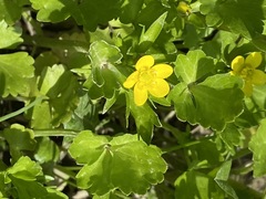 Ranunculus marginatus trachycarpus