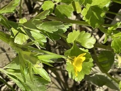 Ranunculus marginatus trachycarpus