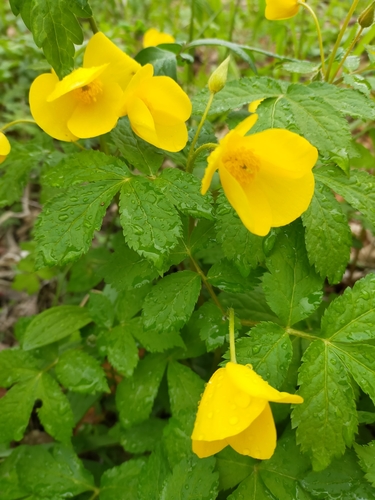 Image of Forest Poppy (Hylomecon vernalis) by no rights reserved