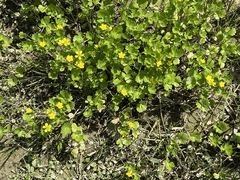 Ranunculus marginatus trachycarpus