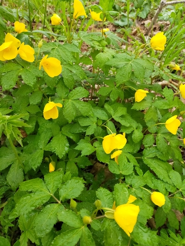 Image of forest poppy by no rights reserved
