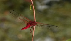 Urothemis signata insignata