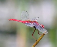 Urothemis signata insignata