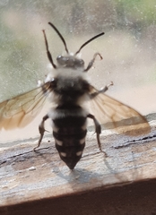 Melecta