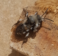 Melecta
