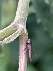 Agrilinae