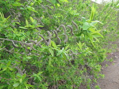 Salix integra