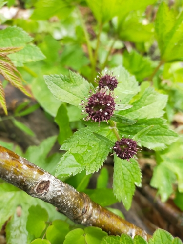 Image of Sanicula rubriflora by no rights reserved