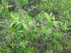 Salix integra