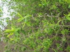 Salix integra