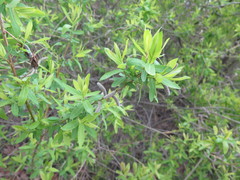 Salix integra