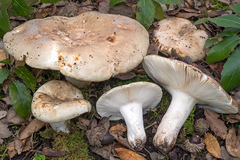 Russula ilicis