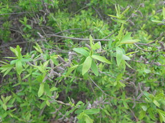Salix integra