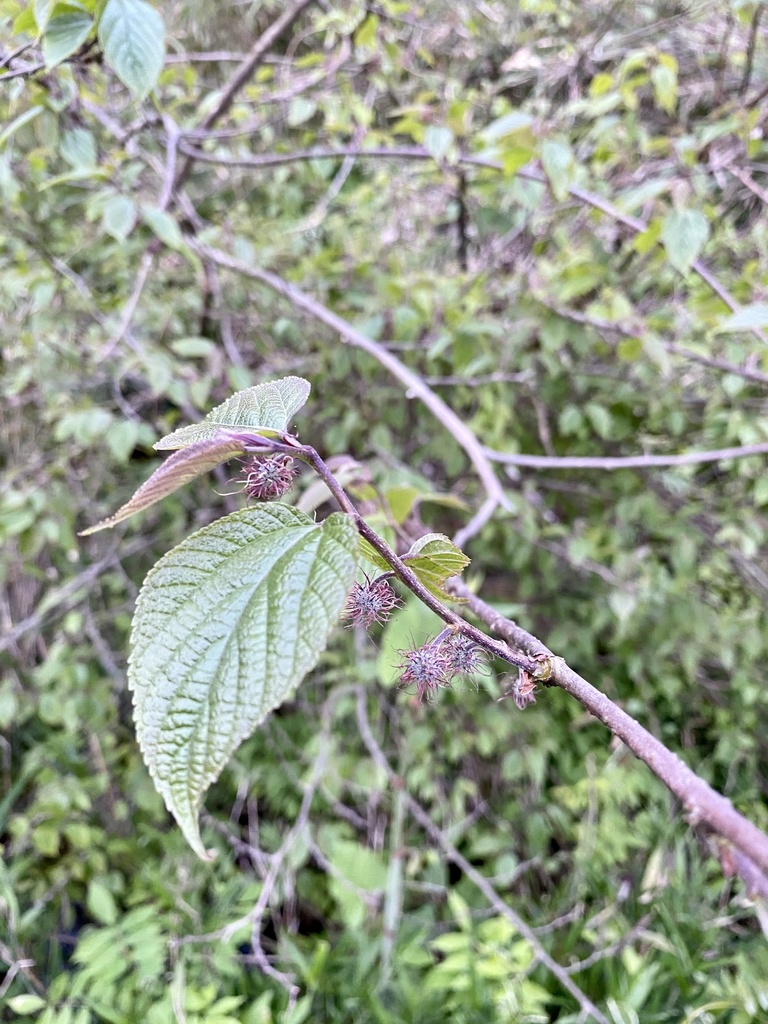 Broussonetia × kazinoki; photograph りなべる, CC BY, iNaturalist via GBIF