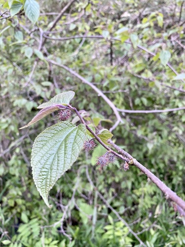 Japanese paper mulberry (Broussonetia ×)