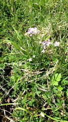 Cardamine pratensis